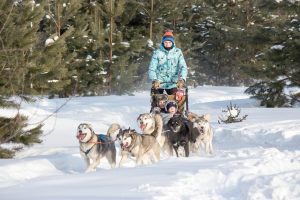 Chiens de traineau